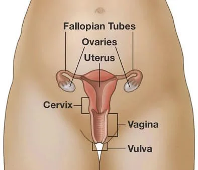 Uterus