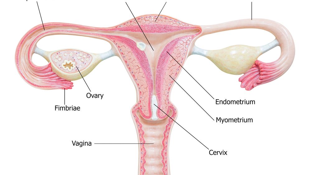ovaries